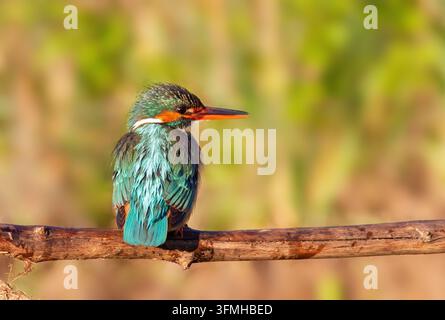 Eisvogel, Alcedo atthis. Ein adultes Weibchen sitzt am Morgen im Sonnenlicht auf einem Ast Stockfoto