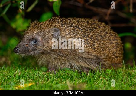 Igel in einem Cotswold-Garten Stockfoto