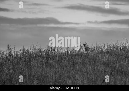Rehbock am Horizont in Oxfordshire, UK Stockfoto