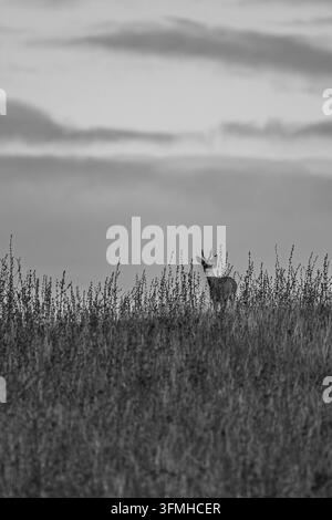 Rehbock am Horizont in Oxfordshire, UK Stockfoto