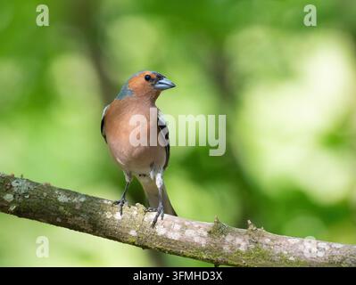 Haussperling, Fringilla coelebs. Ein Vogel im Wald sitzt auf einem Ast vor einem schönen Hintergrund Stockfoto