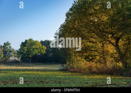 Ein Agrarfeld in der frühen Herbstsonne mit großen, ausgewachsenen Eichen Quercus robur, die das goldene Nachmittagslicht gegen einen klaren blauen Himmel einfangen. Stockfoto