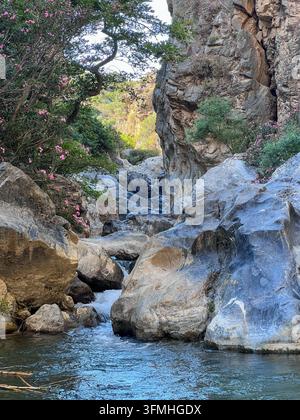 Der klare Fluss Megas Potamos fließt über glatte Felsbrocken und einen kleinen Wasserfall in einer engen Schlucht mit blühendem rosa Oleander in Preveli, Kreta, Griechenland. Stockfoto