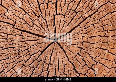 Rissige Holzquerschnittstextur mit Baumwachstumsringen Stockfoto