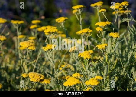 Achillea ‚Moonshine‘, eine gelbblühende Schafgarbe-Sorte mit flachen, dichten Büscheln winziger goldener Blüten und fein geteiltem silbrigem Grünlaub. Stockfoto