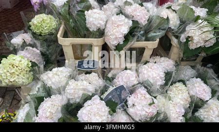 Blassrosa und grüne Hortensiensträuße in Plastik verpackt auf einem Flohmarkt im Freien Stockfoto