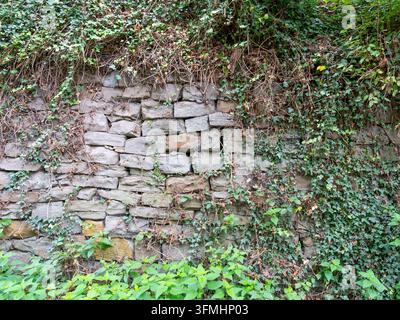 Alte Steinmauer, die mit Efeu und Waldvegetation entlang eines historischen Pfades überwuchert ist. Stockfoto