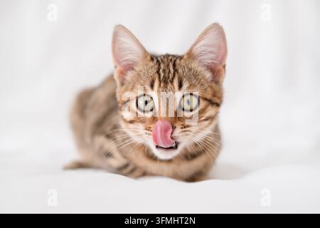 Niedliches Bengal-Kätzchen leckt sich die Lippen und schaut in die Kamera vor weißem Hintergrund. Stockfoto
