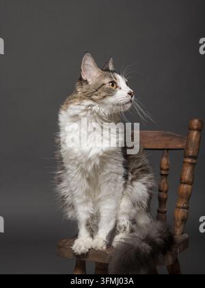 Langhaarige Katze sitzt auf einem Holzstuhl vor grauem Hintergrund. Stockfoto