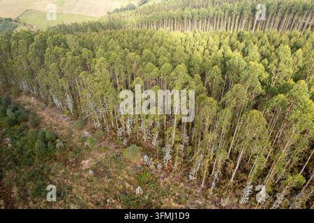 Vogelperspektive eines bewirtschafteten Nadelholzwalds und einer Baumplantage im ländlichen Gebiet Stockfoto