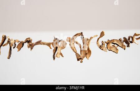 Nahaufnahme von lufttrockenen Bovisten (Leccinum scabrum) zum Verzehr an einer Schnur in der Küchenstube. Stockfoto