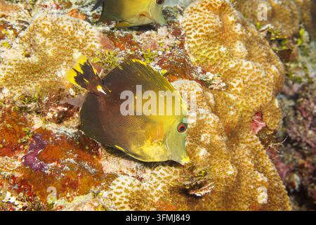 Dieser hybride Doktorfisch könnte eine Kreuzung zwischen einem Gelbschwanz-Doktorfisch, Zebrasoma flavescens, und einem Bürstenfleck-Doktorfisch, Zebrasoma scopas, sein, Yap, Mikronesien. Es ist auch Stockfoto