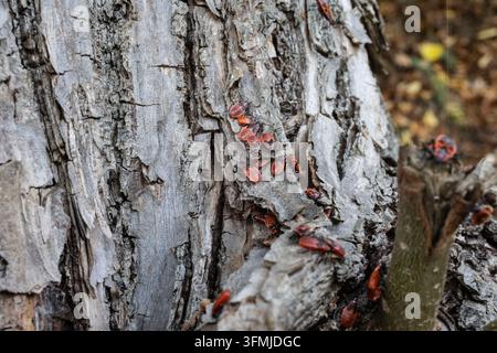 Paarungsfeuerkäfer kriechen über die Baumrinde Stockfoto