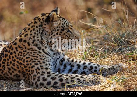 Botswana, Mashatu-Reservat, Afrikanischer Leopard (Panthera pardus pardus), in der Savanne Stockfoto