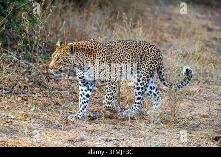 Botswana, Mashatu-Reservat, Afrikanischer Leopard (Panthera pardus pardus), in der Savanne, laufend im Mashatu-Reservat, Botswana Stockfoto