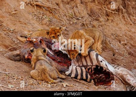 Botswana, Mashatu-Reservat, Afrikanischer Löwe (Panthera leo leo), Jungtiere auf einem Zebra-Kadaver, Mashatu-Wildreservat, Bostwana Stockfoto