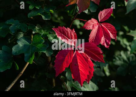 Rote und grüne Blätter sind an einer Kletterpflanze in einem Garten zu sehen. Die Sonne scheint auf die Blätter und zeigt die leuchtenden Farben, die für den Herbst typisch sind. Der Hintergrund Stockfoto
