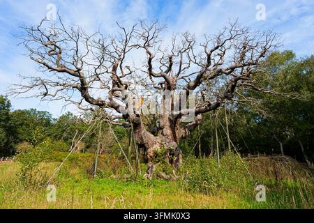 Der berühmte Major Oak-Baum im Sherwood Forest, der im Juni 2026 für tot erklärt wurde, hat begonnen, Äste abzuwerfen. Stockfoto