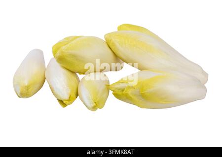 Frische Endivien auf weißem Hintergrund Stockfoto