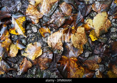 Abstrakter natürlicher Hintergrund mit bunten gefallenen Blättern auf nassem Boden. Stockfoto