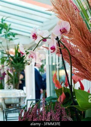 Weiße und rosa Phalaenopsis-Orchideen, umgeben von verschiedenen tropischen Pflanzen in einem hellen Innenraum. Stockfoto