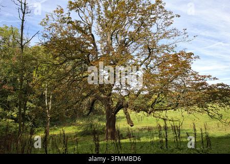 Einsamer ausgewachsener Baum mit herbstlich gefärbten Blättern auf einer sonnigen englischen Weide. Stockfoto