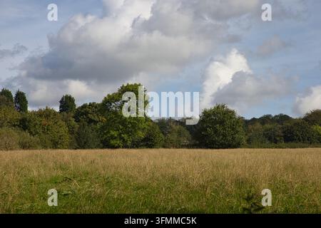 Weite Wiese mit hohem Wildgras, das sich unter einem dramatischen, wolkigen blauen Himmel in der britischen Landschaft wiegt Stockfoto