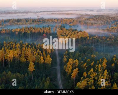 Herbstwaldstraße durch nebliges Waldland bei Sonnenaufgang in Vidzeme, Lettland Stockfoto