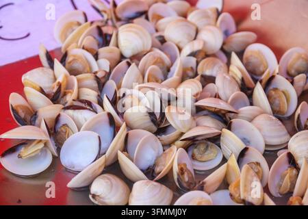 Nahaufnahme von frischen rohen Venusmuscheln auf einer Theke in einem traditionellen mediterranen Fischmarkt Stockfoto
