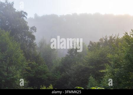 Dichter grüner Wald, der in schwerem Morgennebel und Dunst gehüllt ist, mit einem sanften Sonnenlichtstrahl Stockfoto