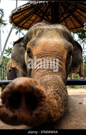 Nahaufnahme eines asiatischen Elefanten, der seinen Rüssel in Richtung Kamera ausstreckt, in einem Elefantenschutzgebiet in Thailand Stockfoto