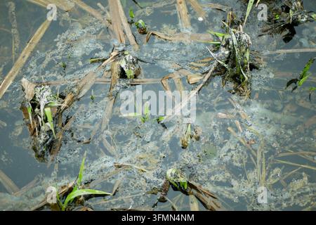 Eier des gewöhnlichen europäischen Kröten-Bufo bufo legen tausend eine lange doppelte Schnur kleiner schwarzer Eier ab, Nahaufnahme gefleckter Pflanzenstängel unter klarem gewässertem See oder u Stockfoto