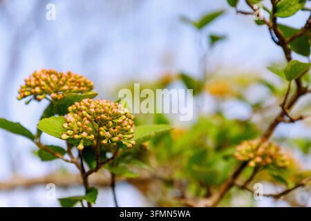 Großblütiger, duftender Schneeball (Viburnum carlcephalum) mit Blütenknospen Stockfoto