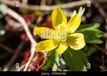 Blühender Winterling, Eranthis hyemalis Stockfoto