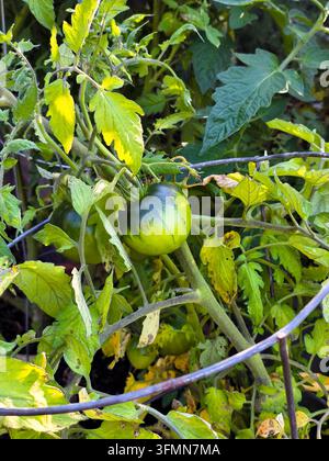 Unreife grüne Tomate, die an einer Tomatenpflanze in einem Garten wächst Stockfoto