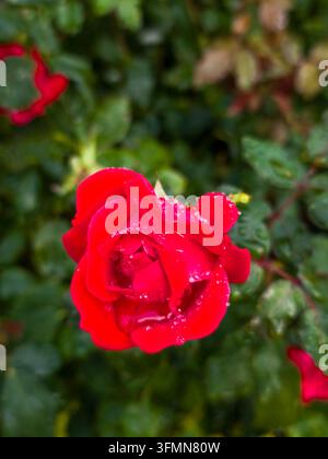Lebendige rote Rose mit frischen Wassertröpfchen im Garten, Nahaufnahme Stockfoto