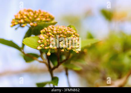 Großblütiger, duftender Schneeball (Viburnum carlcephalum) mit Blütenknospen Stockfoto