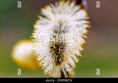 Kätzchen der Salweide (Salix caprea) im Gegenlicht Stockfoto