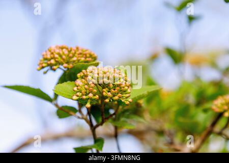 Großblütiger, duftender Schneeball (Viburnum carlcephalum) mit Blütenknospen Stockfoto