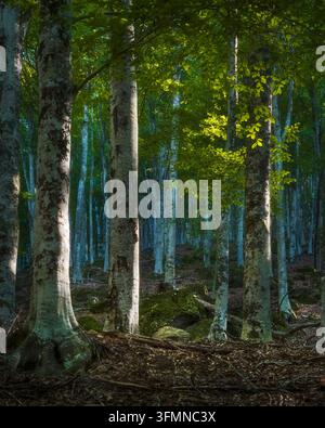 Sonnenlicht dringt durch Buchenbaumstämme im üppigen Wald des Monte Amiata im Herbst. Provinz Grosseto, Toskana, Italien Stockfoto