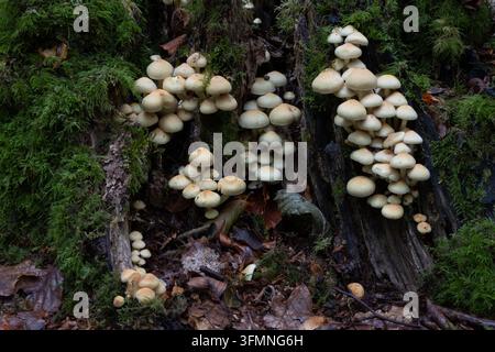 Mehrere Büschel Wildpilze, die aus einem verrottenden Baum in West Woods, Wiltshire, England, wachsen. Stockfoto