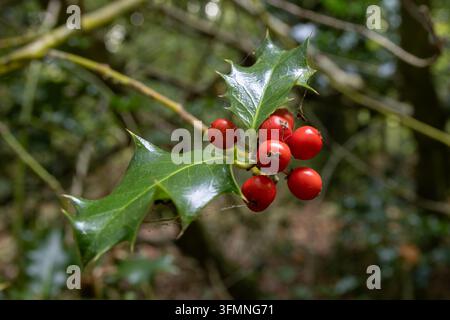 Hollyzweig mit glänzenden grünen Blättern und roten Beeren, der im Wald von West Woods, Wiltshire, England, wächst. Stockfoto