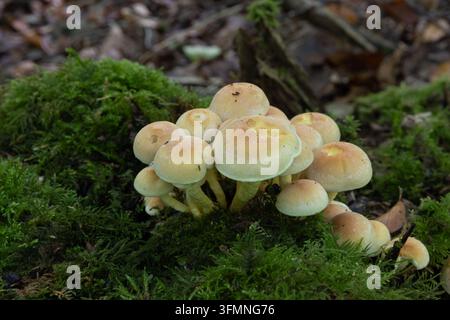 Büschel wilder Pilze, die durch Moos auf dem Waldboden in West Woods, Wiltshire, England wachsen. Stockfoto