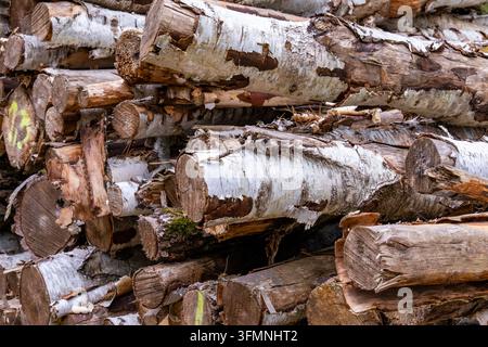 Nahaufnahme von gestapelten Birkenstämmen mit weißer Rinde, frisch geschnittenen Enden und natürlichen Holztexturen in einer Waldumgebung. Stockfoto