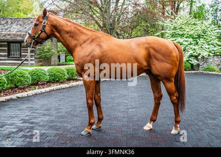 19. April 2024, Versailles, Kentucky, USA: Triple-Crown-Gewinner Justify steht im Profil auf einer Vollblut-Zuchtfarm im Herzen von Kentucky-Pferden Stockfoto