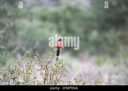Südlicher Carmarotaubenvogel (Merops nubicoides) sitzt auf einem Busch in der afrikanischen Savanne und zeigt sein lebhaftes karminrotes Gefieder und die türkisblaue Krone Stockfoto