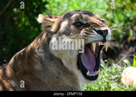 Nahaufnahmeporträt einer Löwin (Panthera leo), die gähnt und ihr Maul weit geöffnet hat, wodurch große Eckzähne sichtbar werden, während einer Safari in Afrika. Stockfoto