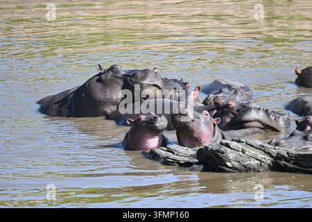 Eine große Gruppe von Nilpferden (Hippopotamus amphibius) ruht eng beieinander in einem Nilpferdtümpel im Masai Mara, Kenia. Stockfoto