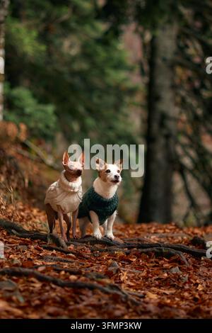 American Hairless Terrier und Jack Russell Terrier stehen zusammen auf einer Decke aus Blättern. Der Wald hinter ihnen ist schattig und hoch. Stockfoto
