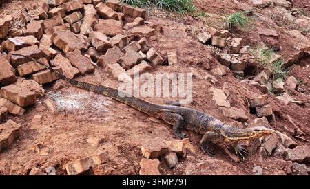 Vollständige Körper eines wilden Wasserwarans (Varanus salvator), der auf einem Stapel Pflastersteine und rotem Boden läuft. Stockfoto